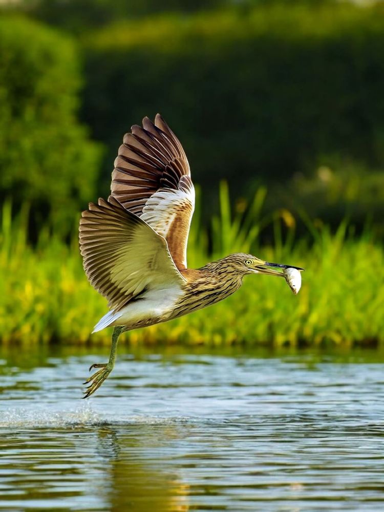 A Indian Pond Heron in mid-flight holding a fish in its beak, just above the water’s surface, with wings fully stretched and a green natural background.