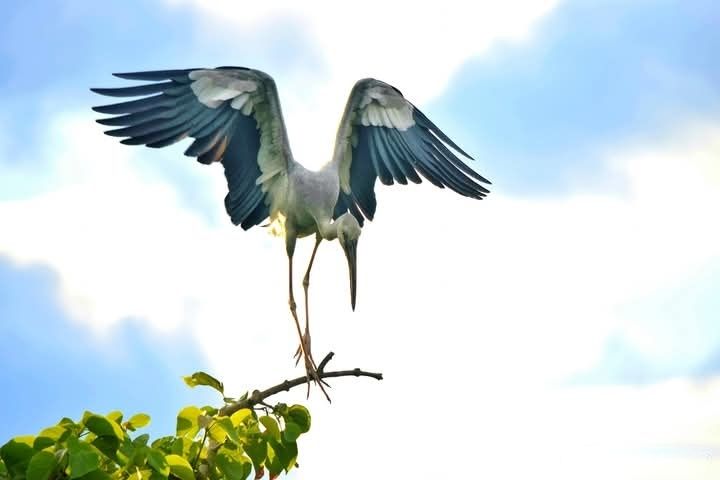 A dramatic moment showing a stork mid-flight with wings stretched wide as it prepares to land on a branch. The cloudy sky behind it adds a cinematic contrast, with green foliage below.