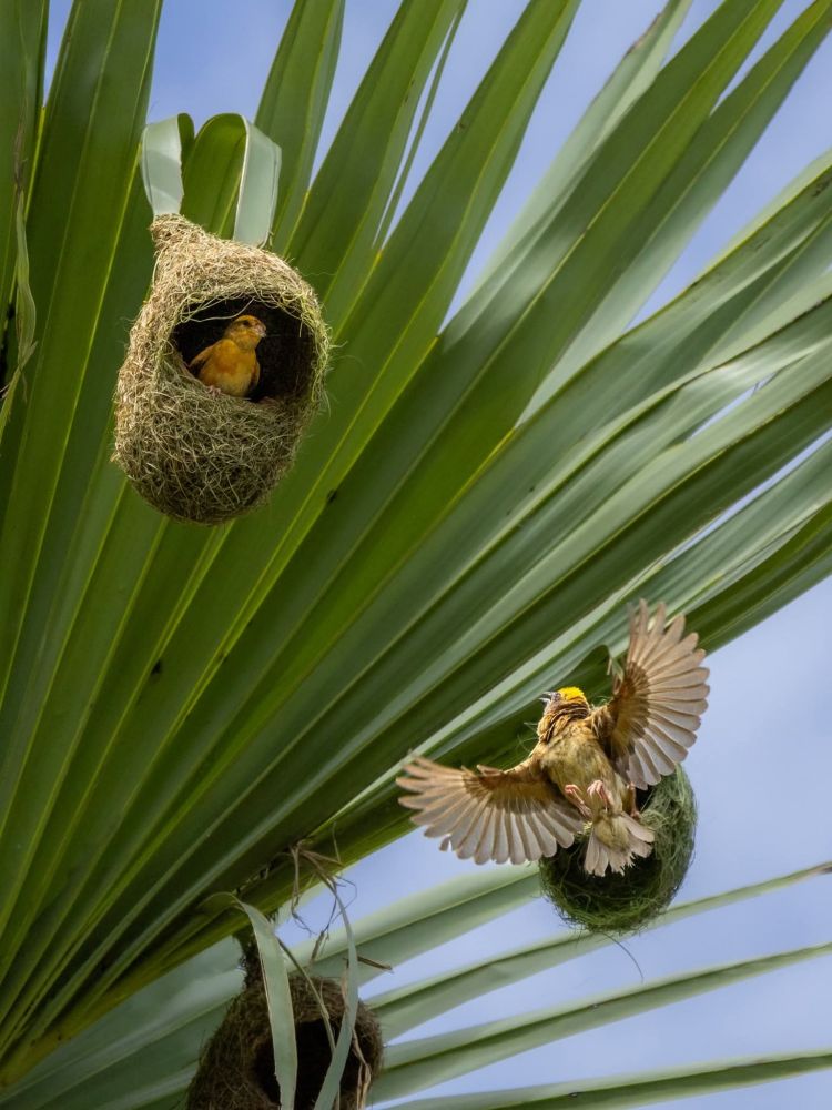 A bright yellow weaver bird rests inside its woven nest while another weaver bird, wings spread wide, approaches mid-air among large green palm leaves under a blue sky.
