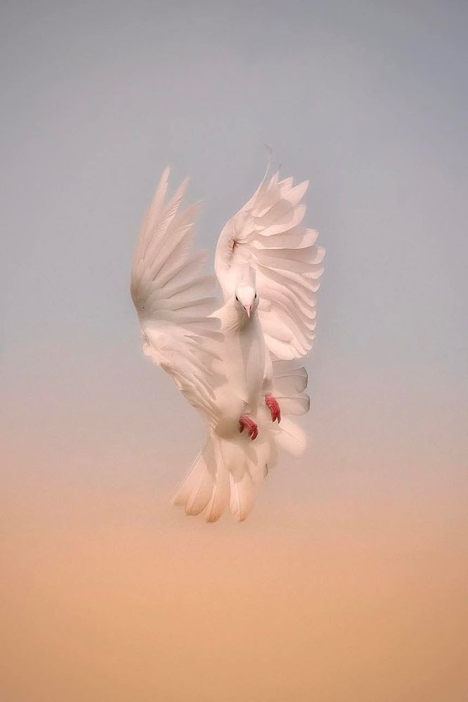 White dove flying gracefully with wings spread wide against a dreamy pastel sky.