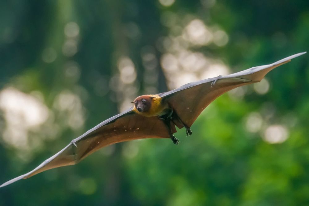 A large fruit bat, also known as a flying fox, soaring through the air with its wings fully extended against a lush green forest background.