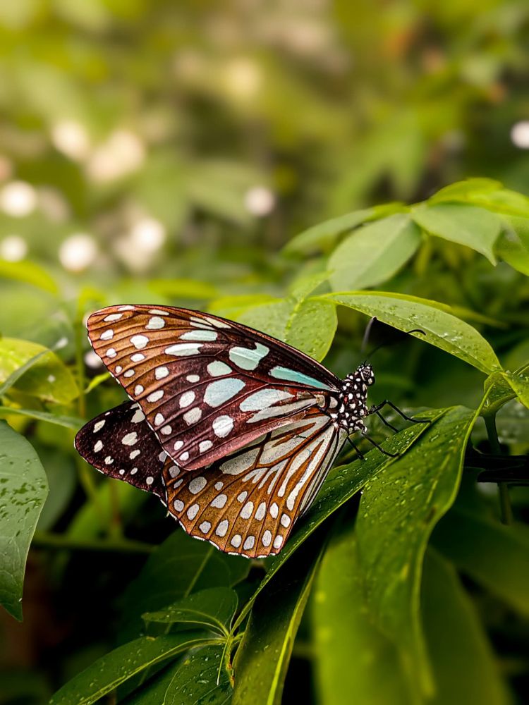 A beautifully detailed butterfly perched on a fresh green leaf, with delicate water droplets visible. The butterfly’s wings feature a striking pattern of white, blue, and orange-brown spots, contrasting against the lush, out-of-focus green background.