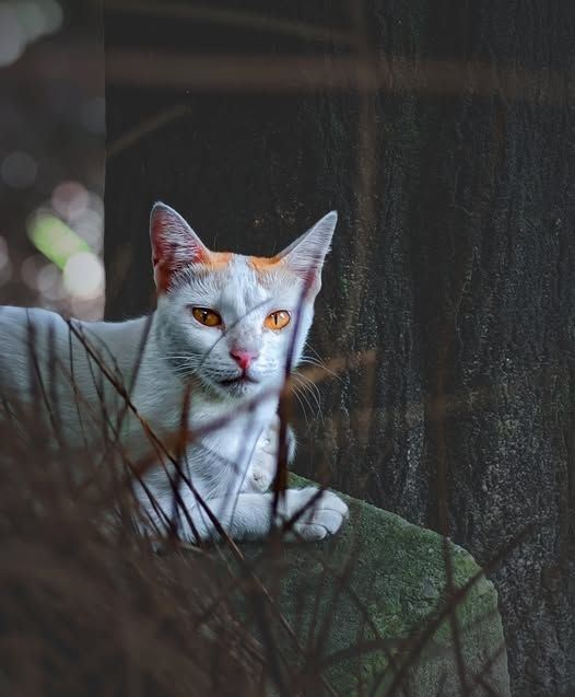 A white cat with orange patches and striking golden eyes lies calmly on a mossy stone in front of a dark tree trunk, surrounded by dry grass and forest shadows.