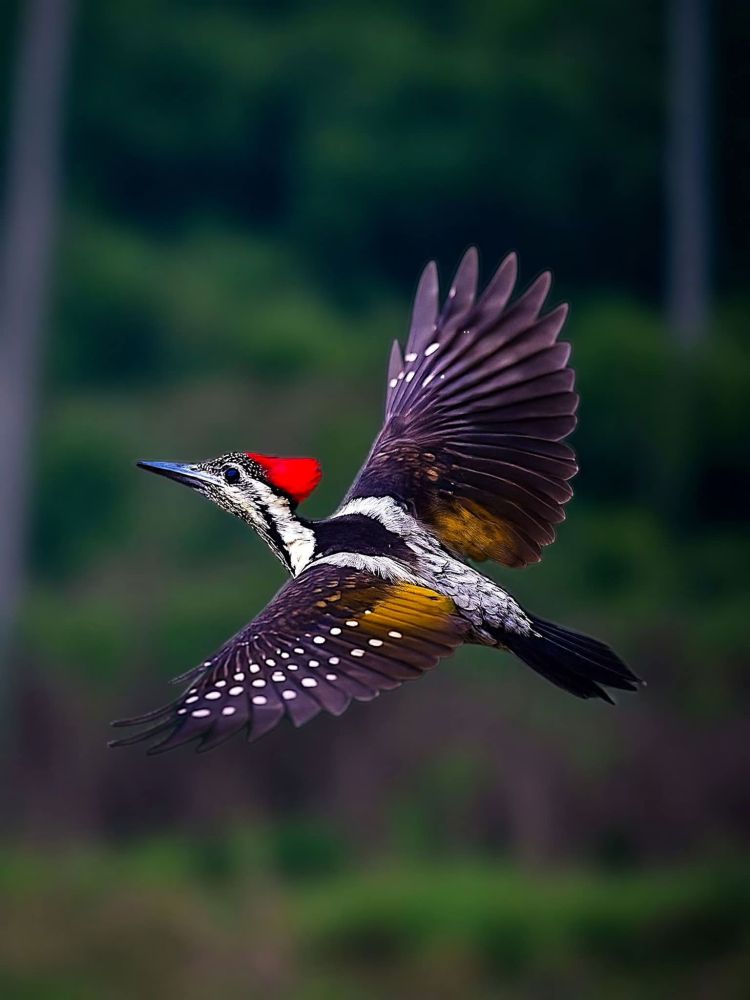 Black-rumped Flameback woodpecker captured in mid-flight, featuring a bright red crest, black-and-white patterned wings, and a glowing golden back, flying past a green forest background.