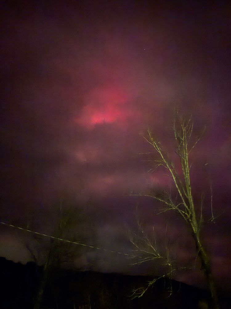 A leaked tree silhouetted against a very red and cloudy sky. 