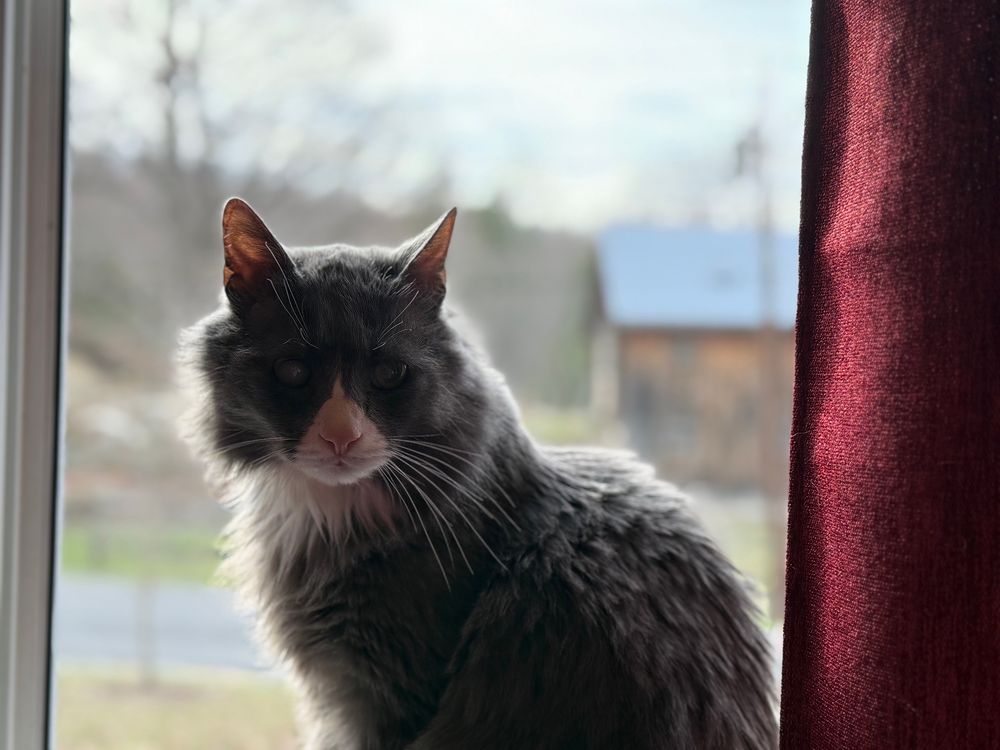 The cat looking back at the photographer.