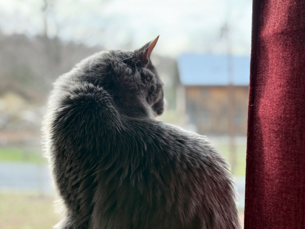 A grey cat sitting in a window. There is a red curtain on the right side. 