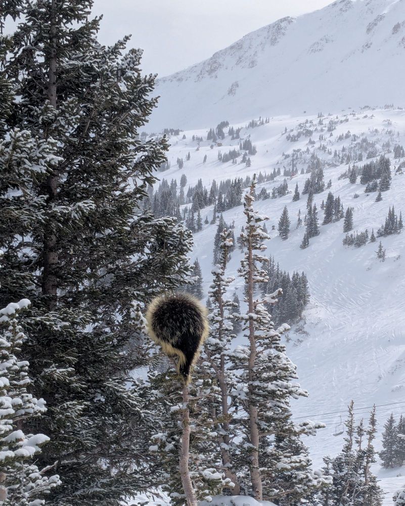Porcupine 