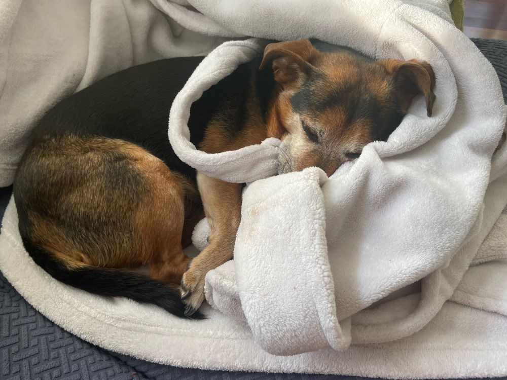 A dog sleeping on a white plush robe
