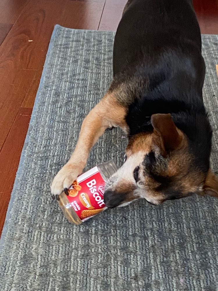 A dog licking an empty Biscoff jar 