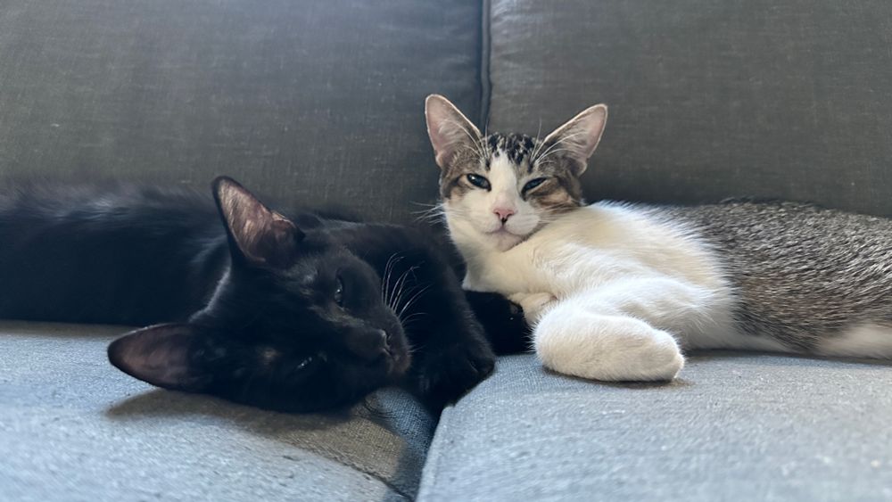 Fitzpatrick (Fitz, Fitzy), an all-black cat, and Caroline, a tabby tuxedo.