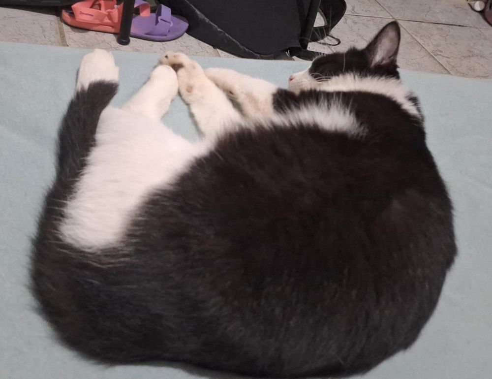 Gata frajola atleta do queixo sujo continua dormindo, provavelmente correu muito antes.