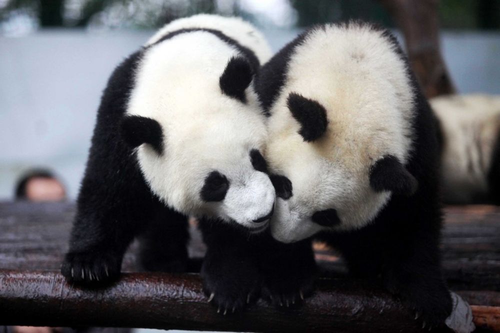 Two pandas cuddling.