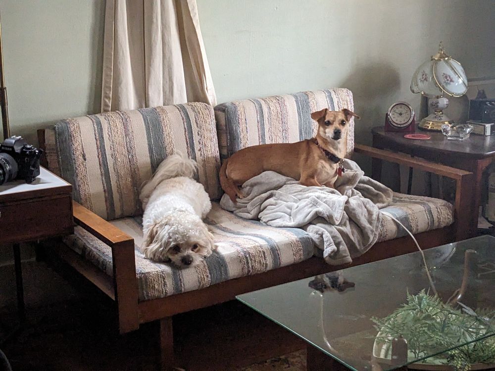 Two small dogs sitting on a couch together, one white and fluffy the other short haired. 