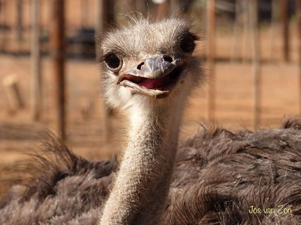 Ostrich Struisvogel 📷