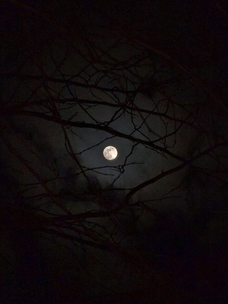 98% full moon behind branches 