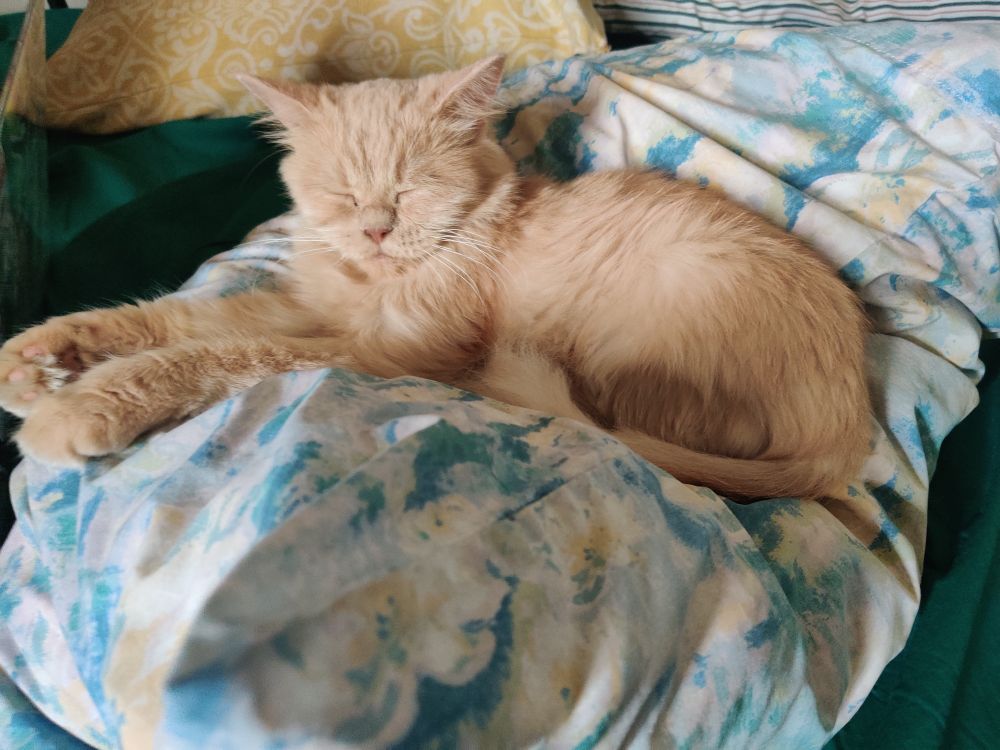 My other orange female cat, Tama-chan 