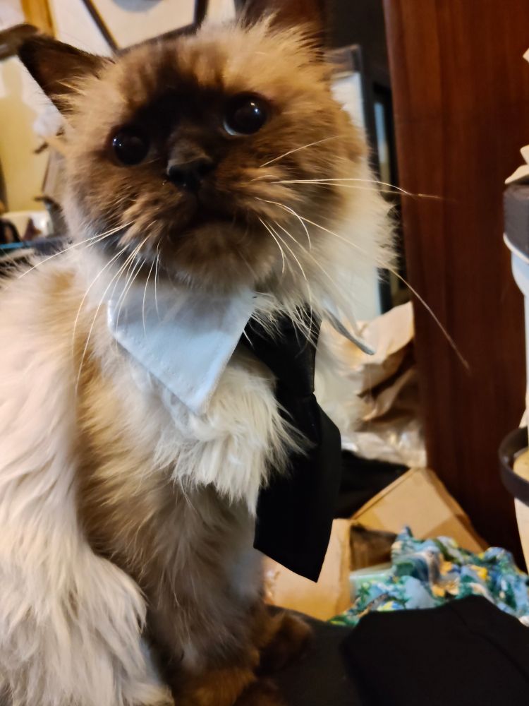 My cat Tofu wearing a black necktie 