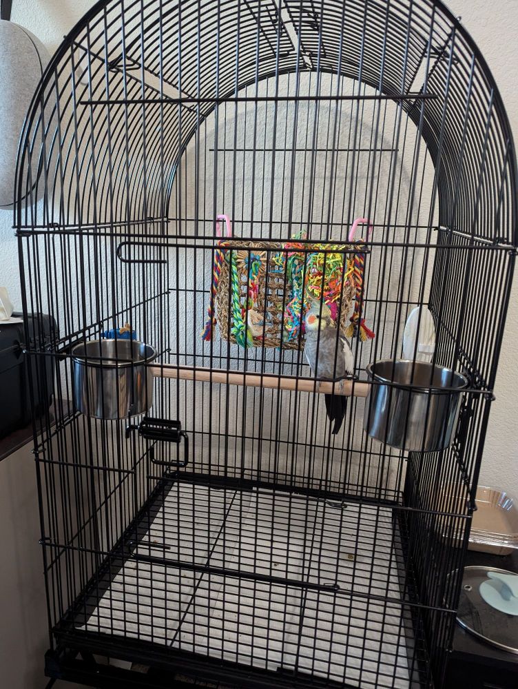 Cockatiel in a birdcage