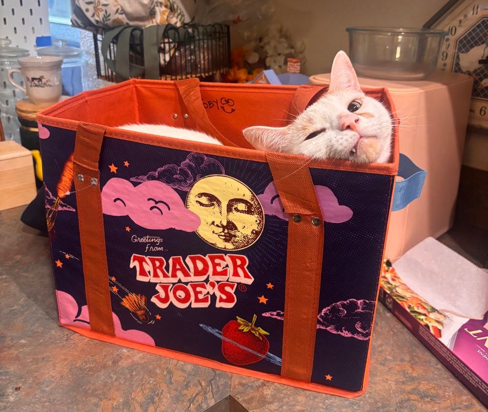white cat sitting in a Trader Joe’s grocery bag 