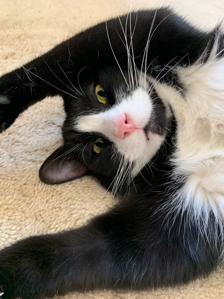 Clark the tuxedo cat lays on his back with his arms above his head as if to “raise the roof” or “wave them like you just don’t care”
