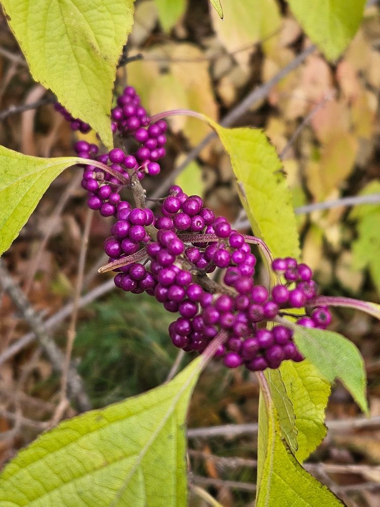 Close up of the purple berries. They are rendered a lil magenta on my screen but were a bit more straight purple in person. The peduncles are short. The non-native C. dichotoma has long peduncles.
