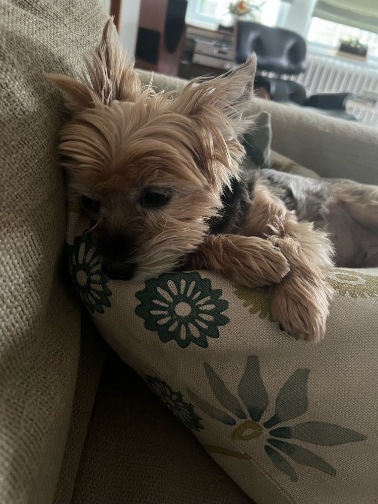 yorkie snoozing on pillow 