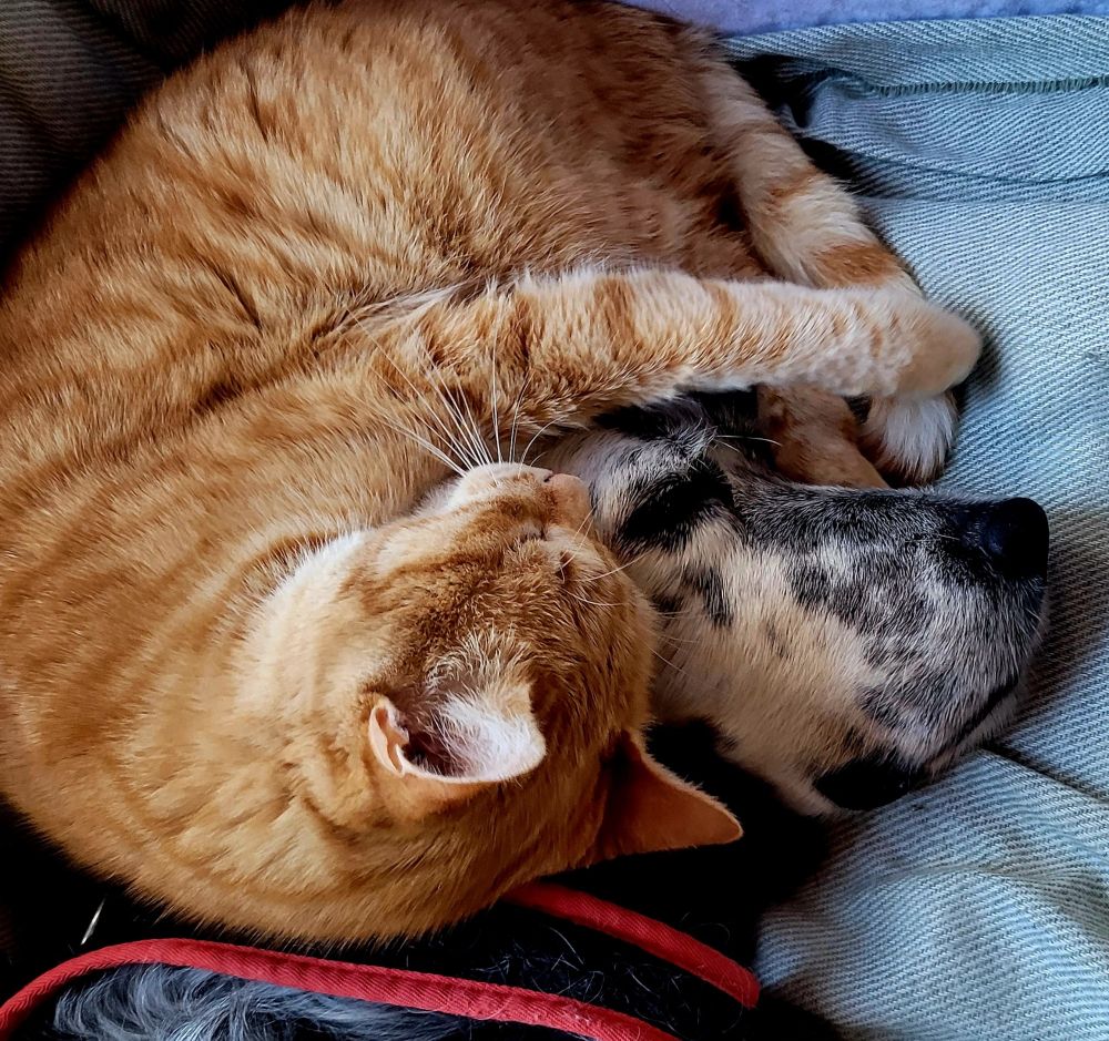 Eine rote Katze hat sich auf dem Kopf eines schwarz-wriß getupften Hunds zusammengerollt.