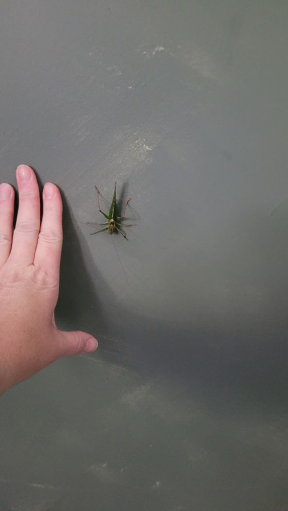 Riesiges Heupferd an Wand, zum Größenvergleich eine Hand daneben. 