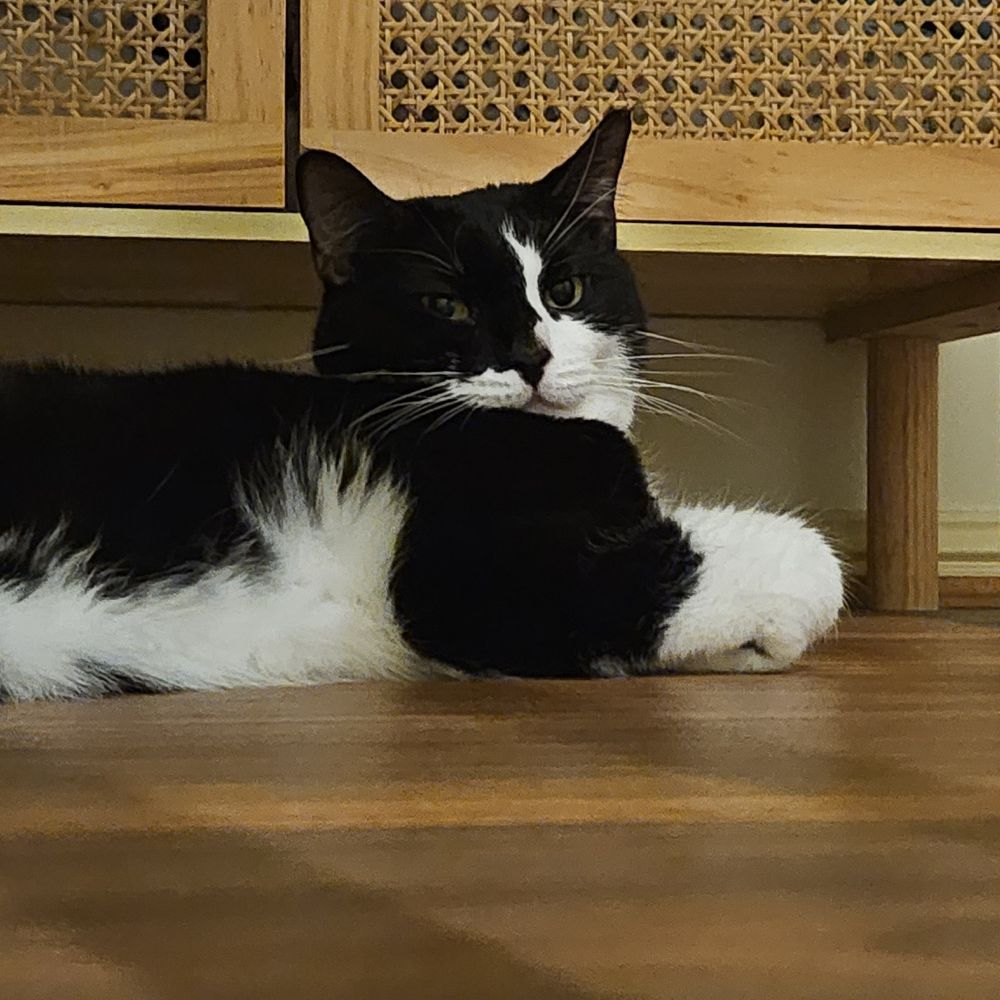 Kenji the tuxedo cat lays on the floor, with his front paw curled and tucked beneath his leg. He's turned his head to look into the camera. He looks a little bit like a slender, furry Jabba the Hutt.