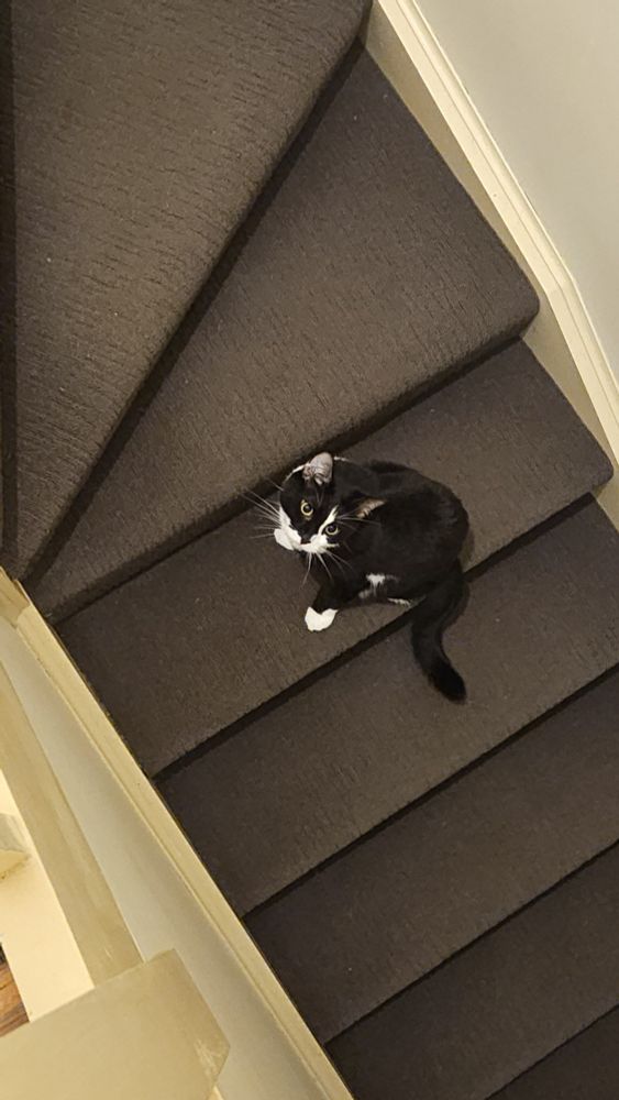 Kenji the tuxedo cat sits in the middle of a stairwell, his slender black tail slinking onto the step below. His head is turned upward at an angle, hinting at the mischief he was planning.