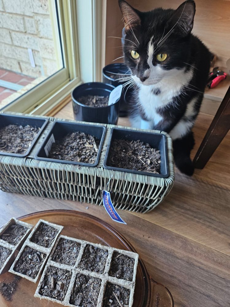 Kenji the tuxedo cat sits among a small collection of little plant pots and peat pots for propagating seeds. His slightly hunched posture suggests he's just finished sniffing one of the pots. "My garden," he says.