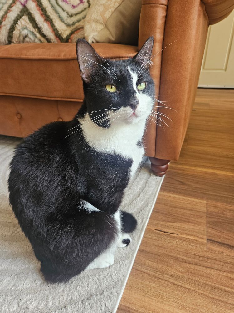 Kenji the tuxedo cat sits on a rug in front of a leather lounge. He's standing very neatly, facing an unseen window. He's bathing in the sunlight and turning his head to fix the camera with a cool and casual look.