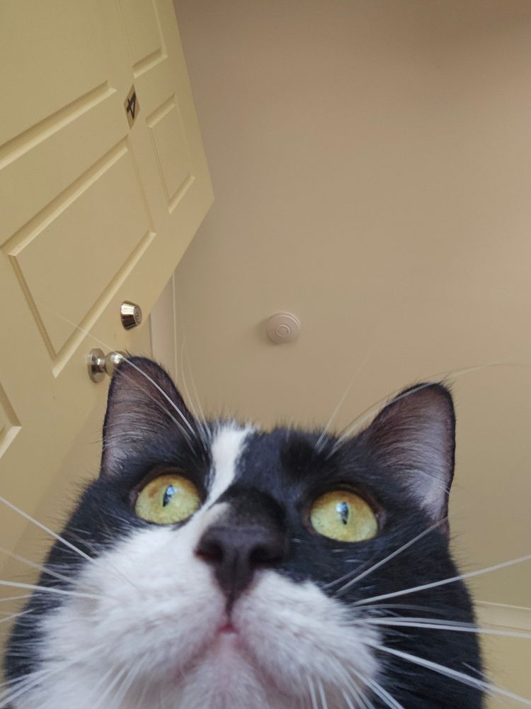 Low angle extreme close up of Kenji's intense stare. The angle makes his snout and chin look very large. His big yellow eyes are wide open, with tiny slits for pupils.