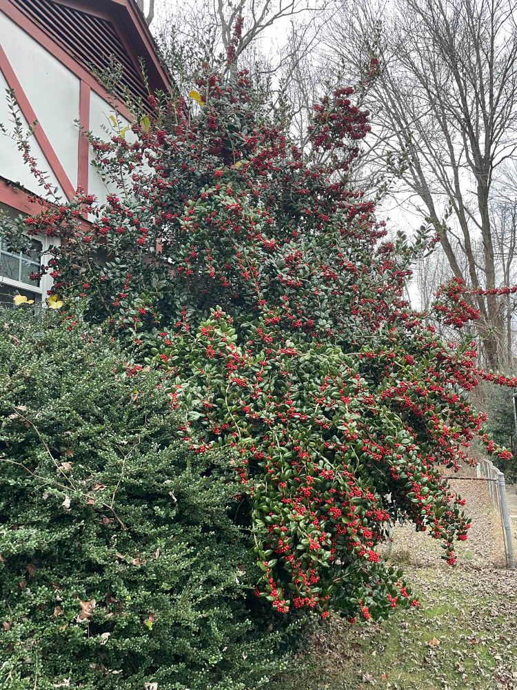 Picture of a huge Holly plant, growing to the roof of a 1 story house