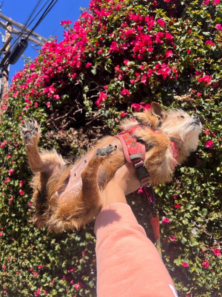 a hand holding a small dog in front of a large bush 