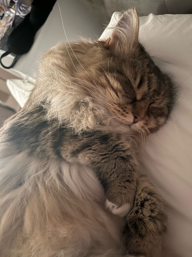 Sleeping white, tan, and black tabby cat fluffed up and cozy on the bed
