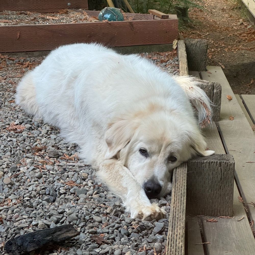 A Great Pyrenees dog in his Superman/Underdog pose on a gravel stair landing