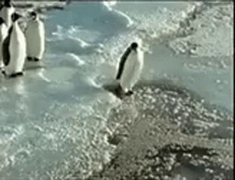 a group of penguins standing on top of a pile of ice .