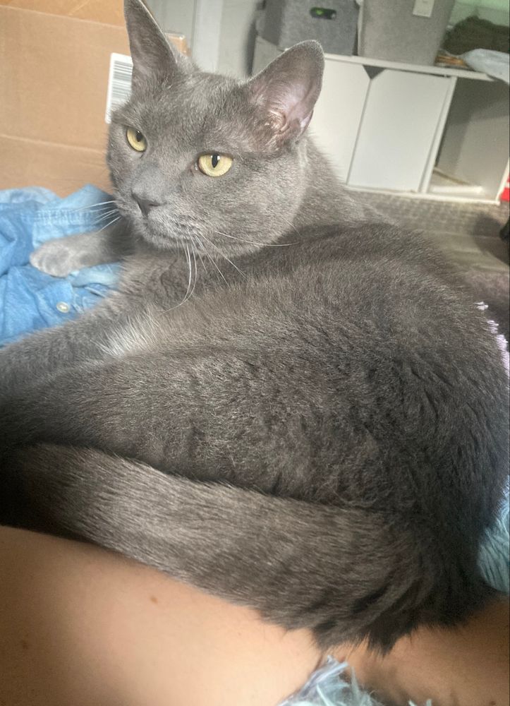 A gray cat places her butt against a human’s arm