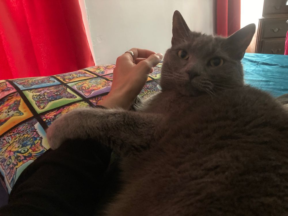 A cat lay against a human and wraps a paw around her arm.