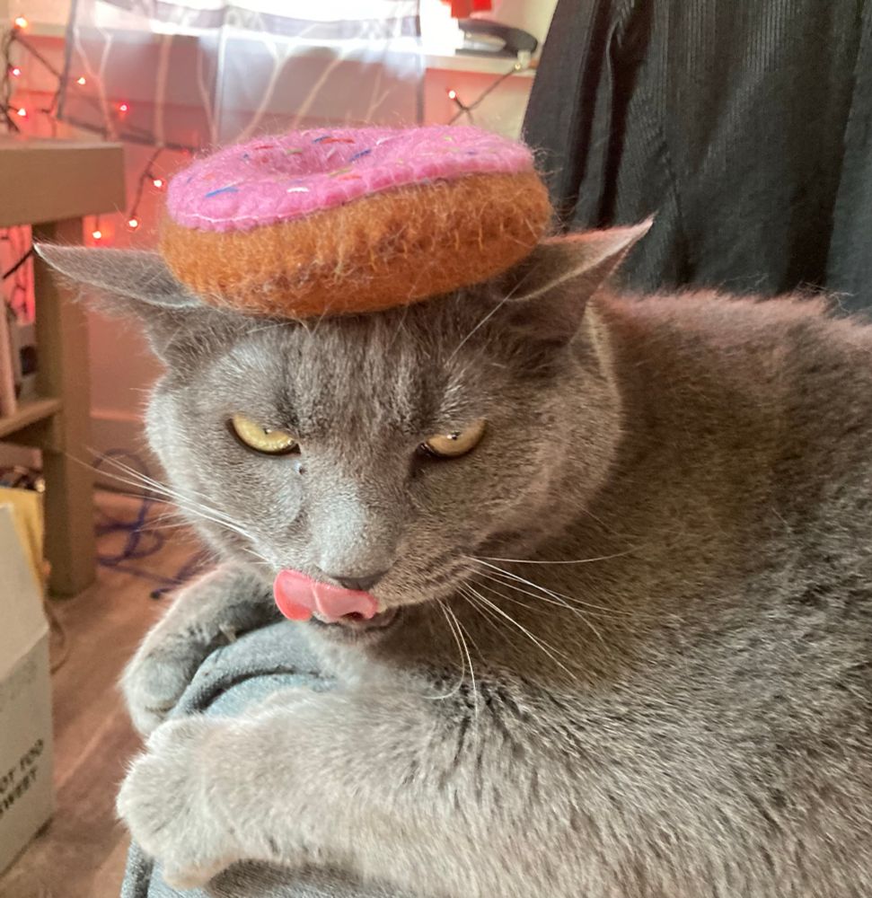 A cat wears a felt donut for a crown 