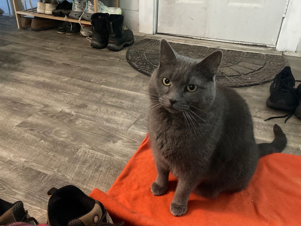 A cat sits on a blanket she has successfully slid across a floor