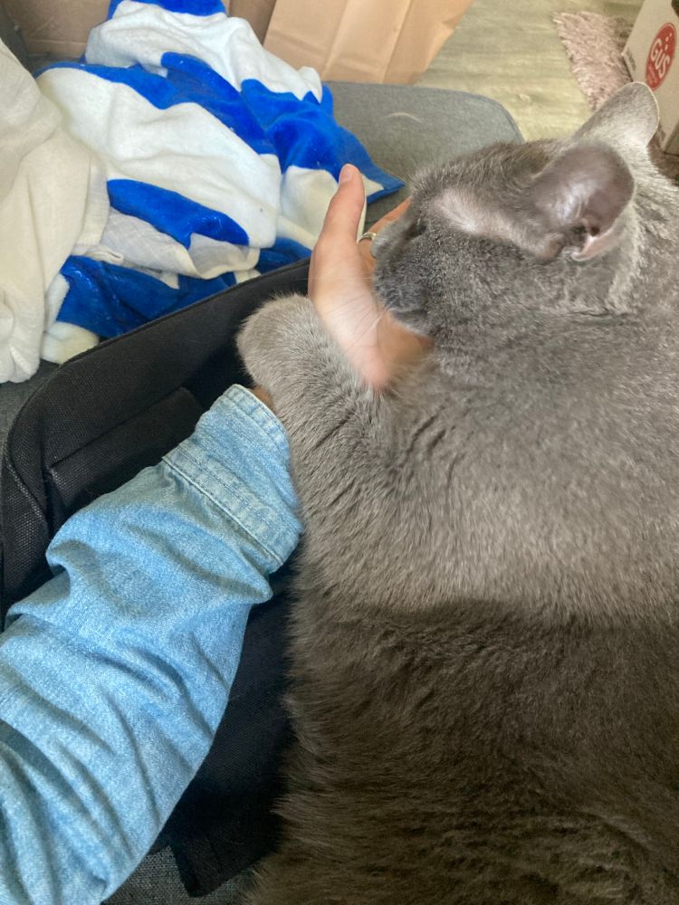 A cat wraps her paw around her human’s arm