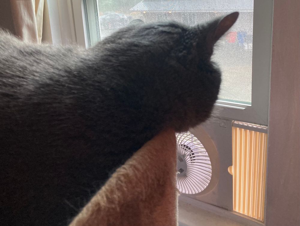 A cat watches the Vermont rain.