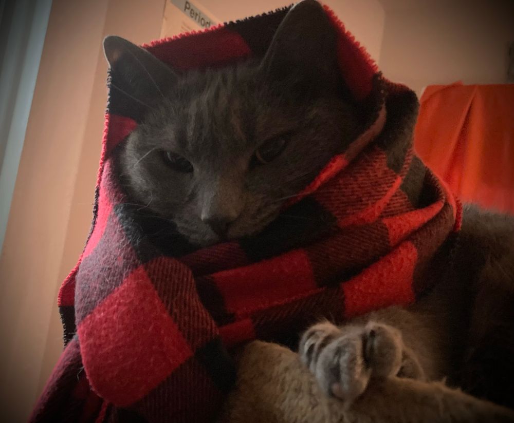 A cat wears a plaid babushka