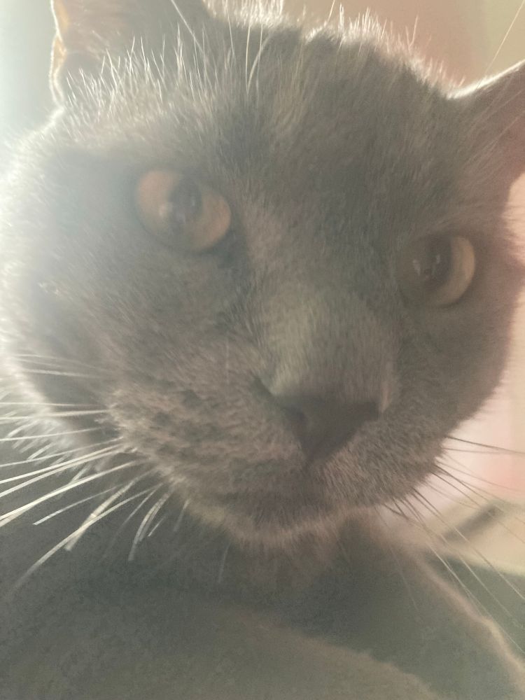 A closeup of a cat who recently vomited