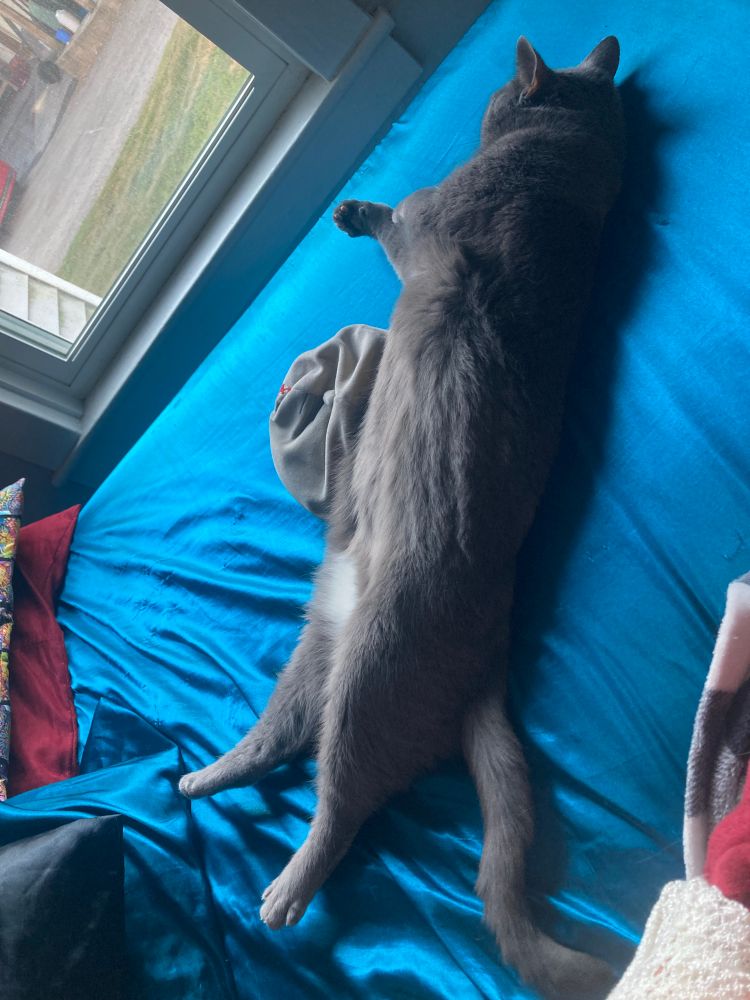 A cat is heavily relaxed across a bed.