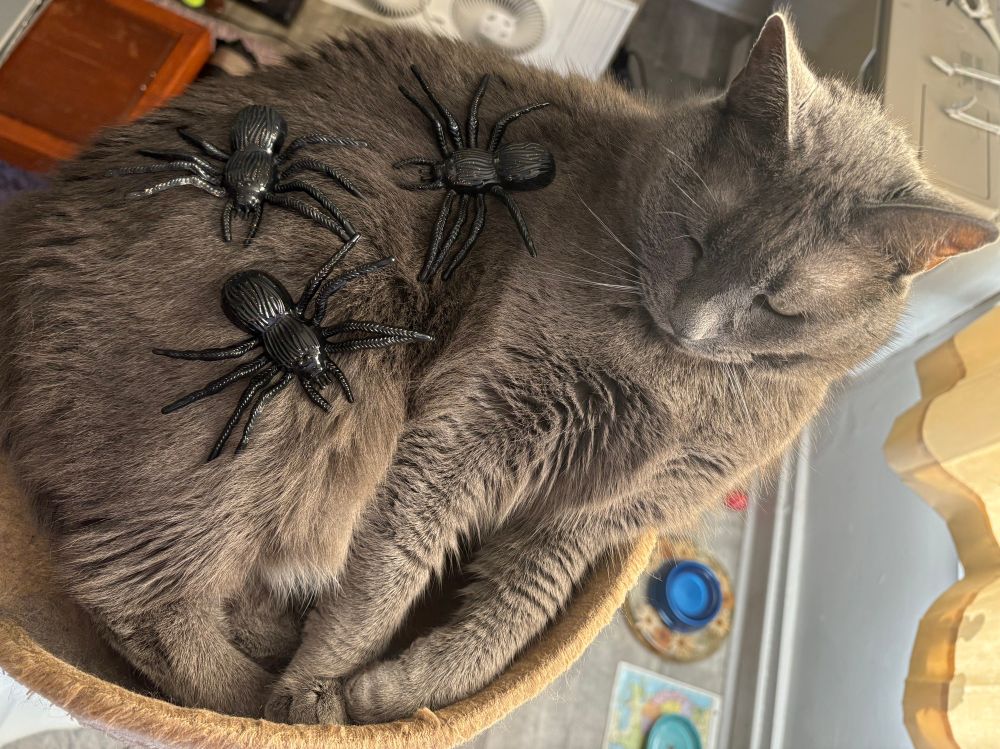 A gray cat is covered with fake spiders