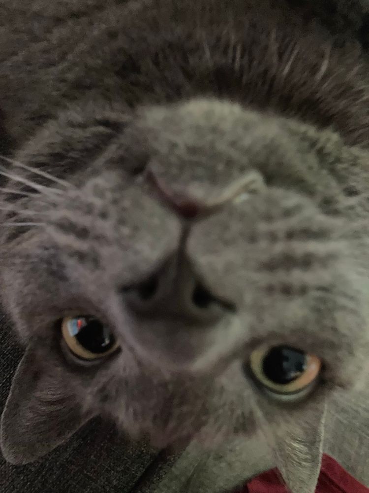 An upside-down cat peers in